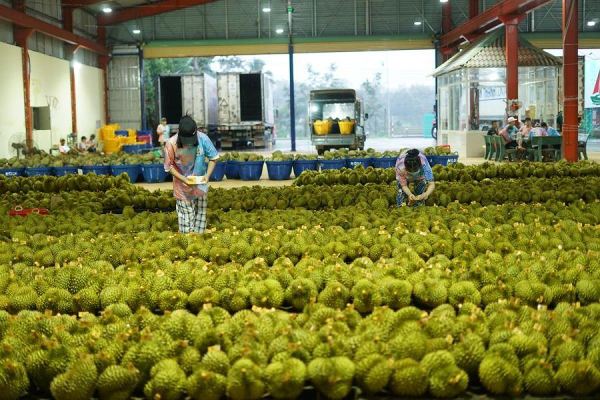 Musim durian tiba, warga China dapat pasokan dari Thailand dan Vietnam