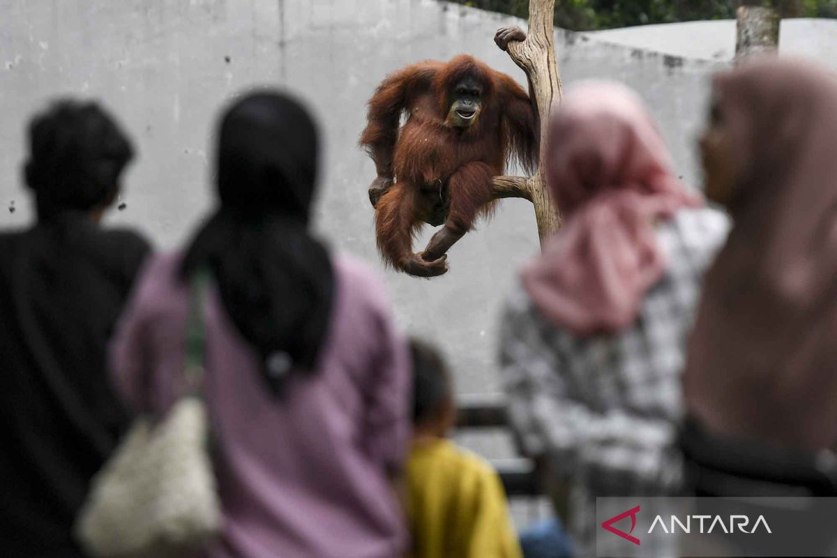 Warga manfaatkan cuti bersama Idul Adha untuk piknik di Ragunan